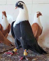 18 Moy Aresei 0 Sxolia Guvercinler Alemi Taklaciguvercin06 Sto Instagram Pigeon Pigeons Ankara Ankarastylesafrica Guvercin Guzels Instagram Ale