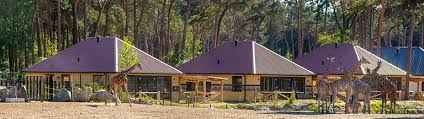 Verspreid over twee savanne en een leeuwenvlakte heeft u in sommige accommodaties een prachtig uitzicht. Overnachten In De Beekse Bergen Alles Wat Je Moet Weten Vakantie Check