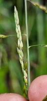 Image result for Eriochloa procera