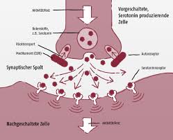 Eine vorzeitige beendigung der medikamentösen therapie geht mit einem hohen. Wirkstoff Lexikon Ssri