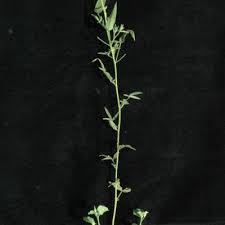 Image result for Hibiscus sidiformis