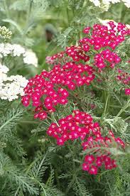 Fire King Yarrow Achillea Millefolium Fire King At Shelmerdine Garden Center Yarrow Plant Grasses Landscaping Achillea Millefolium