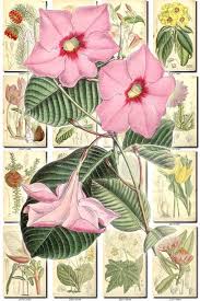 Flowers 83 Collection Of 238 Vintage Images Acineta Rhododendron Aphelandra Botanical Pictures High Resolution Digital Download Printable With Images Vintage Images Vintage Pictures Flower Pictures