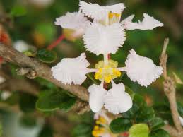 Image result for Malpighiaceae