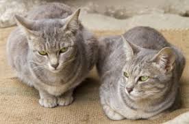 They have a very similar appearance to siamese cats with their head and body shape but come in a variety of. Asian Shorthair Cat Breed Information And Pictures Petguide
