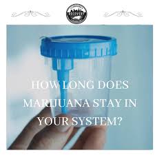 As a person's hair grows, the drug metabolites become trapped in the core of the hair. How Long Marijuana Stays In Your System Carolina Center For Recovery