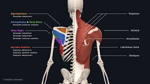 The trapezius, commonly referred to as the traps, are responsible for pulling your shoulders up, as in shrugging, and pulling your shoulders back during scapular retraction. Crystal K Shoulder Muscles Part 1 Skelly Human 3d Facebook