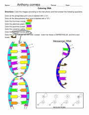 Dna stands for deoxyribonucleic acid. dna is a chemical compound found within the nucleus of the cells of all living things. Anthony Cornejo Dna Coloring Complete Pdf Name Period Date Coloring Dna Directions Color The Images According To The Instructions And Then Answer Course Hero
