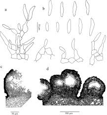 Image result for Dolichos linearifolius