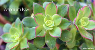 Kiwi aeonium has a nicely corresponding scientific name: Aeonium Kiwi Succulent Plant Growing And Care