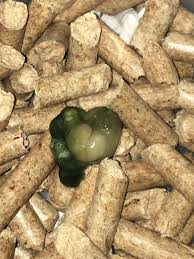 Was für ein Igelkot ist das, und wie bekomme ich ihn wieder braun? (große  weiße gallertartige Klumpen, umgeben von schleimigem Grün; Lethargie und  Appetitlosigkeit) : rHedgehog