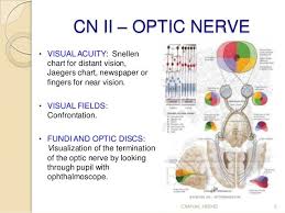 Cranial Nerve Assessment Simple And Easy To Perform For Medics And P Cranial Nerves Nerve Medical Student Study