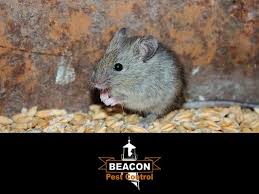 Average climate in ocean shores, washington. Beacon Pest Control 402 Damon Rd Hoquiam Wa Pest Control Mapquest