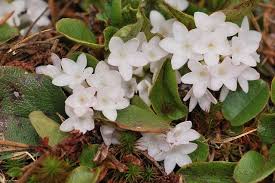 Ma Epigaea Repens Mayflower Massachusettes State Flower Flower Aesthetic Flowers Nature May Flowers