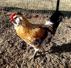 Cherry egger pullet (point of lay), twenty three weeks old. Learn The 3 A S Of The Easter Egger Chicken Hobby Farms