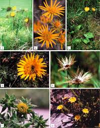 Image result for Berkheya bipinnatifida