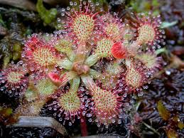 Image result for Droseraceae
