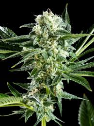 But did you know they are also a great way for the future businesswomen of america to learn about financial and economic literacy? Animal Cookies X Animal Cookies