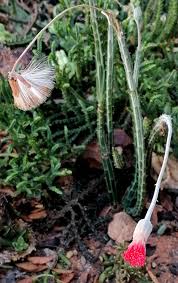 Image result for Cheilanthes schimperi