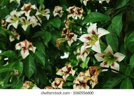 Image result for Rothmannia longiflora