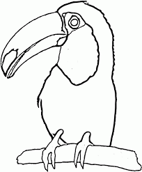 Free printable toucan coloring pages. Pictures Of A Toucan Coloring Home