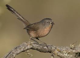 Small Birds With Long Tail Feathers Wrentit Family Timaliidae Small Dark Chickadee Like Birds With Long Tails Light Eyes And Streaking On Belly Colorful Birds Chickadee Light Eyes