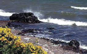 Ocean Shore Flowers Yellow Stones Nature Shore Rocks Flowers Water Hd Wallpaper Wallpaperbetter
