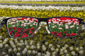 Image result for Color Blindness