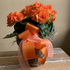 Maybe you would like to learn more about one of these? Artfully Designed Flowers Plants Uptown Floristuptown Florist Glenwood Mn