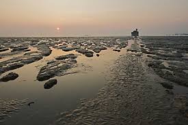 tips to escape and survive quicksand