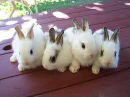 Baby Rabbits
