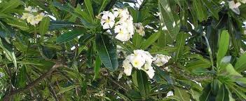 Plumeria Species Singapore Graveyard Flower Singapore Plumeria Plumeria Obtusa
