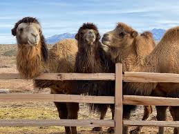 But first we need some information about the person. Camel Safari Announces Brand New Experiences Exotic Animals