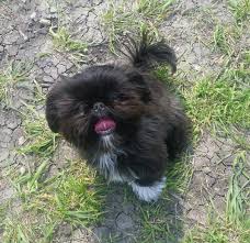 Black And White Pekingese Baby Shih Tzu Puppy Black And White Pekingese Dogs Shih Tzu Baby Shih Tzu