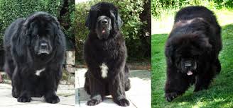 Owning A Newfoundland Caring For Them Where Love