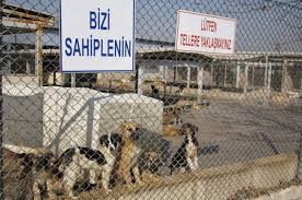 Istanbul Ve Turkiye Deki Hayvan Barinaklari Adresleri Yemek Com
