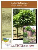 There are two species of catalpa trees in north america, and they are both natives. Catalpa Indian Bean Tree