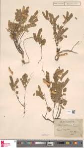 Image result for Abrus melanospermus