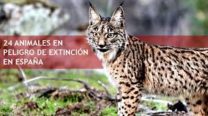 Resultado de imagen de fotos de animales en peligro de extinción