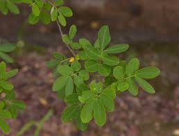 Image result for Senna bicapsularis