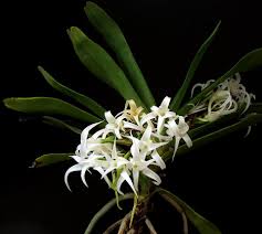 Image result for Cyrtorchis arcuata