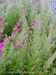 Image result for Calluna vulgaris