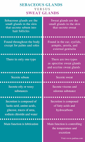 What Are Sebaceous Glands Sebaceous Glands Are The Small Glands In The Skin That Secrete Lubri Medical School Studying Sweat Gland Human Anatomy And Physiology