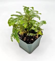 Image result for Selaginella perpusilla