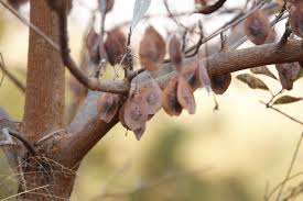 Image result for Terminalia brachystemma ×  sericea