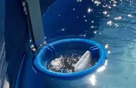 Poolwasser Trub Oder Milchig So Wird Es Wieder Glasklar Tippscout De