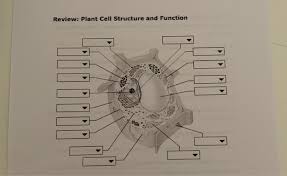 We did not find results for: Review Animal Cell Structure And Function Review Chegg Com