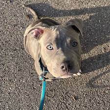 amstaff blueline pitbull dogsofinstagram terrier listenhund love bluelinepitbull stuttgart frankfurt schweiz blueline pitbull hunde terrier