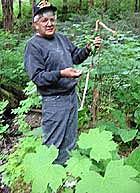 Devil S Club A Medicine Cabinet For Alaska Tribe Npr