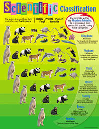 Cc Cycle 1 Week 1 Classification Of Living Things Chart Homeschool Science Teaching Biology Teaching Science